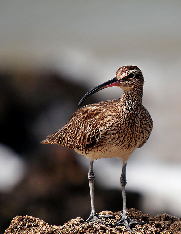 Whimbrel-are-a-large-shorebird-with-a-very-long,-curved-bill-and-relatively-long-neck-and-legs