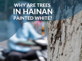 Why are trees in Hainan Painted white