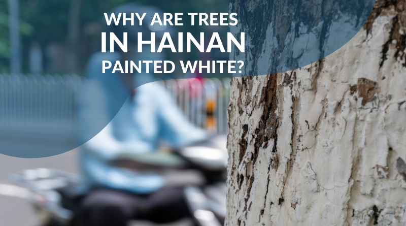 Why are trees in Hainan Painted white