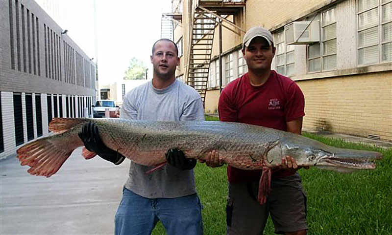 A-6-ft-(1.8-m)-129-lb-(59-kg)-alligator-gar-caught-in-Texas,-2004