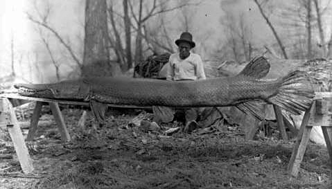 Alligator gar caught in Moon Lake, Mississippi, March 1910