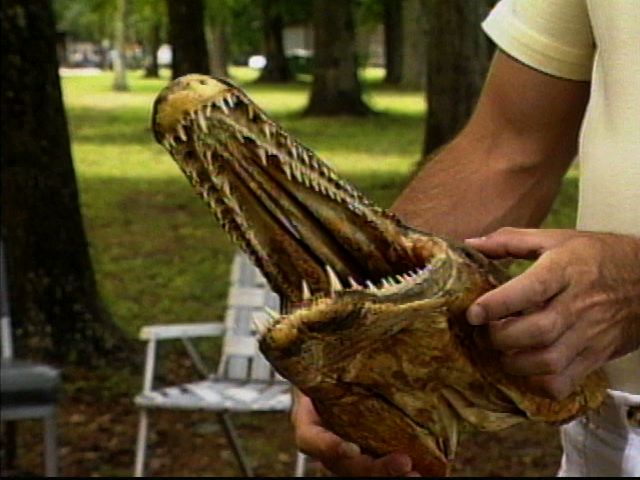 Preserved display of an alligator gar head Showing_dual_rows_of_teeth