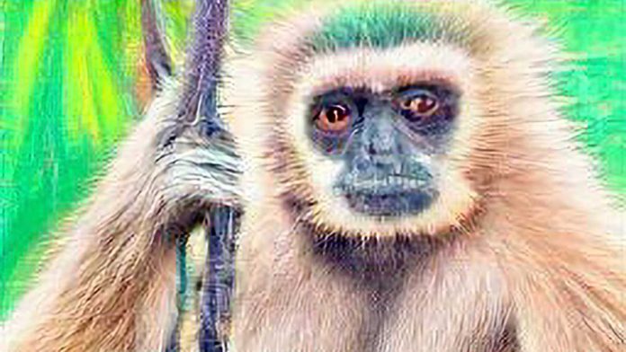 pastel-drawing-of-a-Hainan-gibbon-in-the-rainforest-Feature