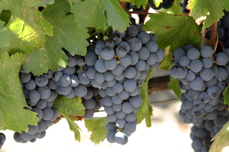 Ripe malbec grapes hang from the vine in Mendoza Province