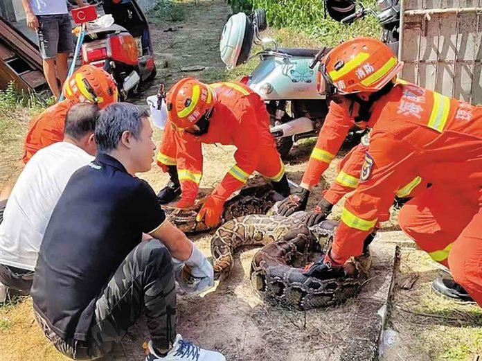 120-pound, 4 meters long python discovered in villager's home in Qionghai