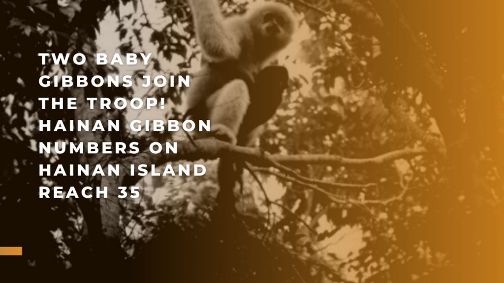Two baby Gibbons join the troop