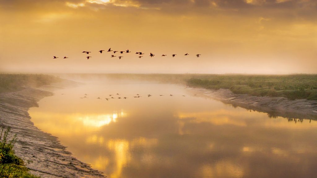 Wild geese fly southward in cold dew