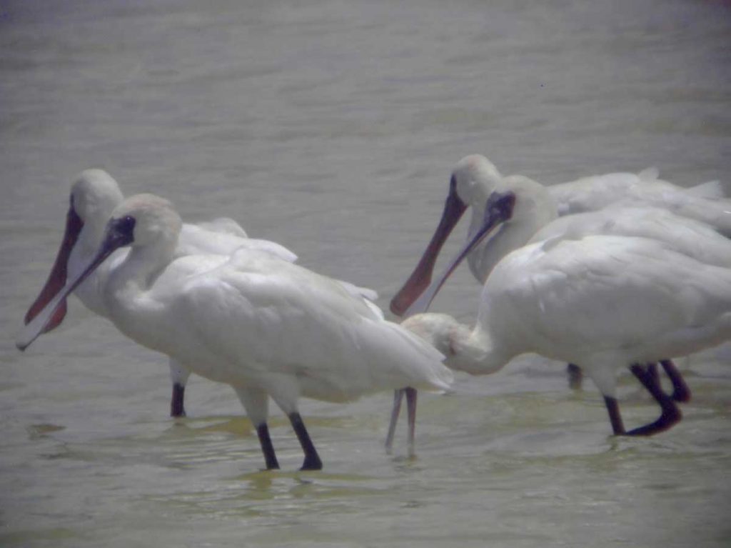 black-faced-spoonbills-arrive-in-Haikou-3