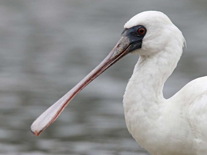 black-faced-spoonbills-arrive-in-Haikou