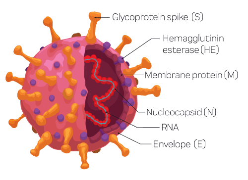 The SARS-CoV-2 RNA transcript encodes multiple genes. These regions can be leveraged by making them the targets for real-time reverse transcription PCR (RT-PCR) testing. The regions code for the replicase complex ORF1ab, the spike protein (S), viral envelope (E), membrane (M), and the nucleocapsid proteins (N)