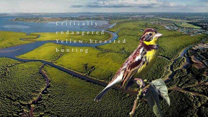 Critically endangered yellow-breasted bunting spotted in Dongzhai Port, Haikou