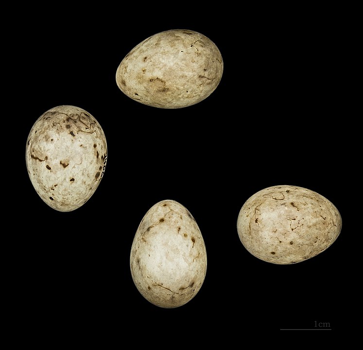 The yellow-breasted bunting breeds in open scrubby areas And lays 4 to 6 eggs 