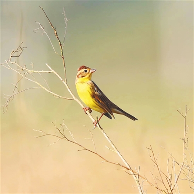 A yellow-breasted bunting photographed on December 16, 2022 in Dongzhai Port National Nature Reserve, Haikou.