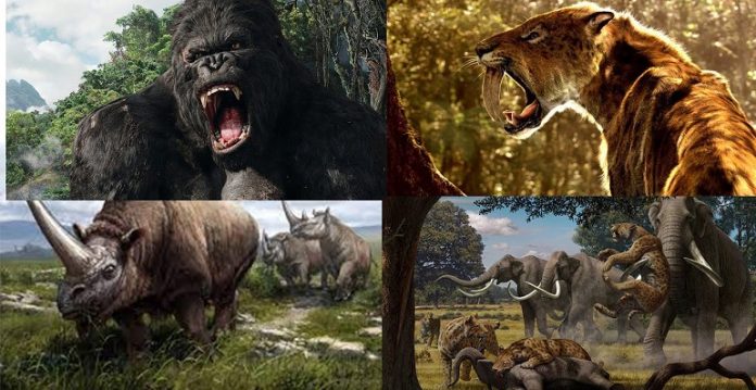Endangered-Animal-Statistics-review