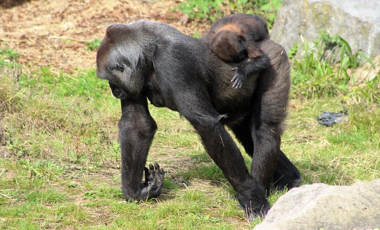 Eastern Gorillas Are Facing Extinction