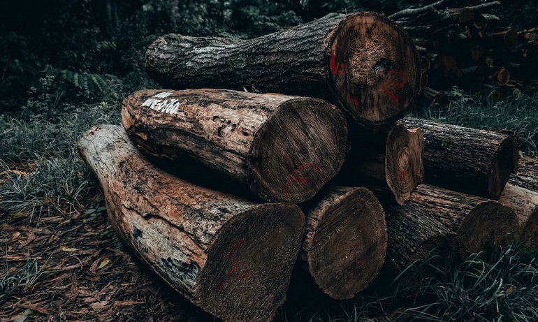 Plants Are Going Extinct 500 Times Faster Than the Natural Rate