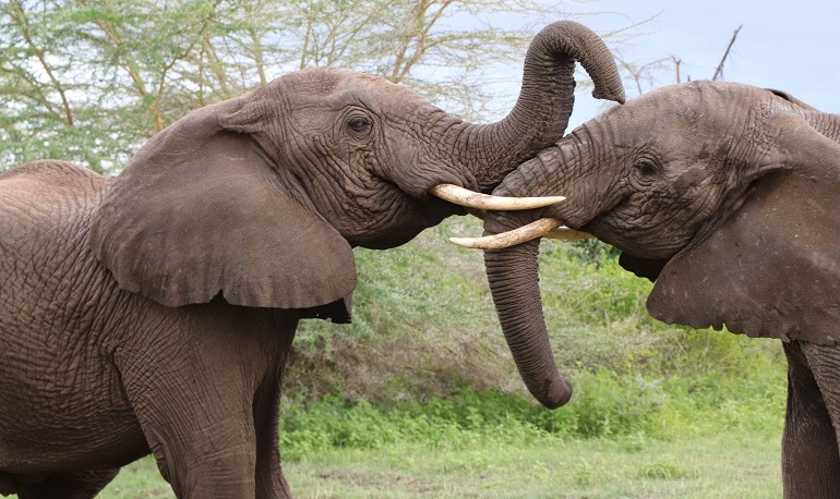There Are Currently Over 9,000 Species Classed As Critically Endangered