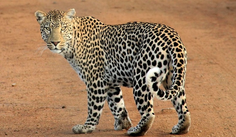 Endangered Animal Statistics