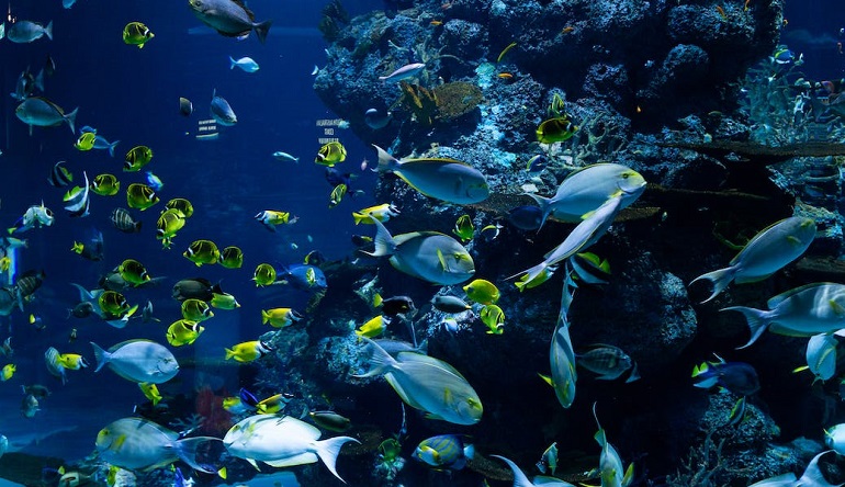 Almost 66% of the Marine Environment Has Changed Due to Human Behavior