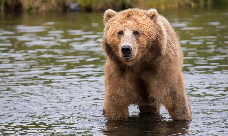 The Oil and Gas Industry Is Threatening Polar Bear Habitats