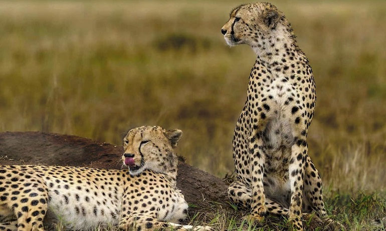 Conserving Cheetahs Has Become Difficult Due to Low Genetic Diversity