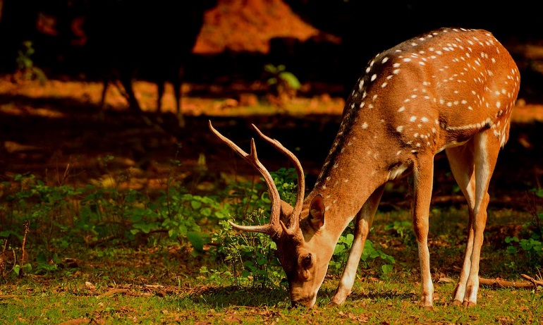 Père David’s Deer Brought Back by Conservation