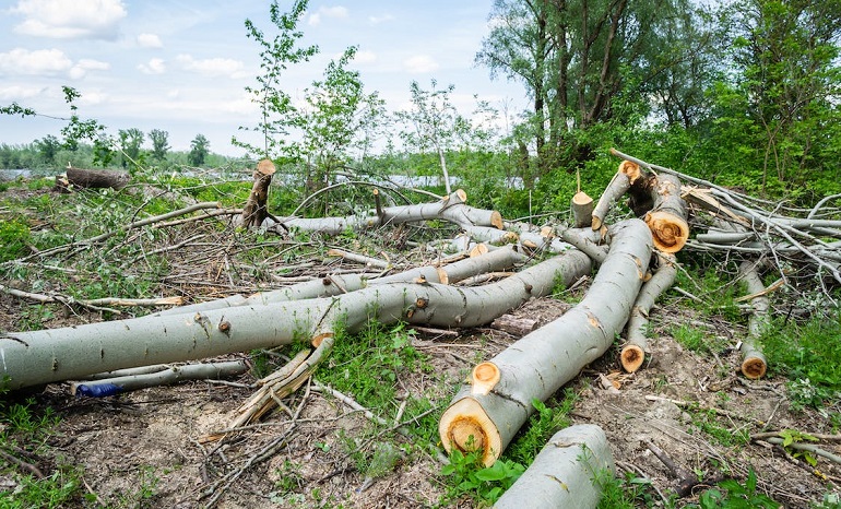 571 Plant Species Have Been Confirmed Extinct in the Last 250 Years