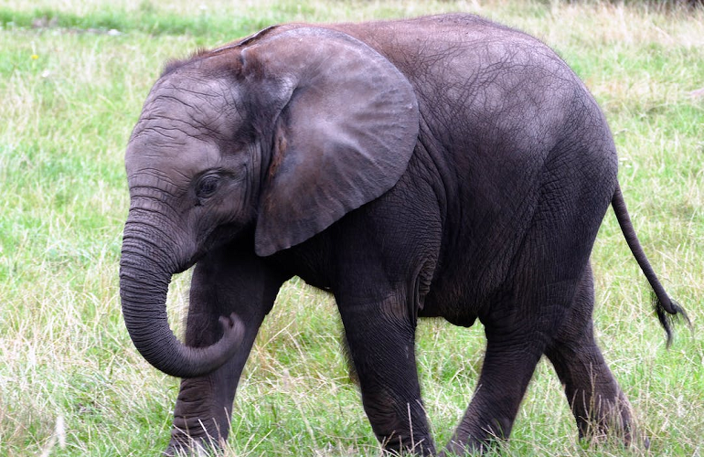 One Out of Four Mammals Is in Danger