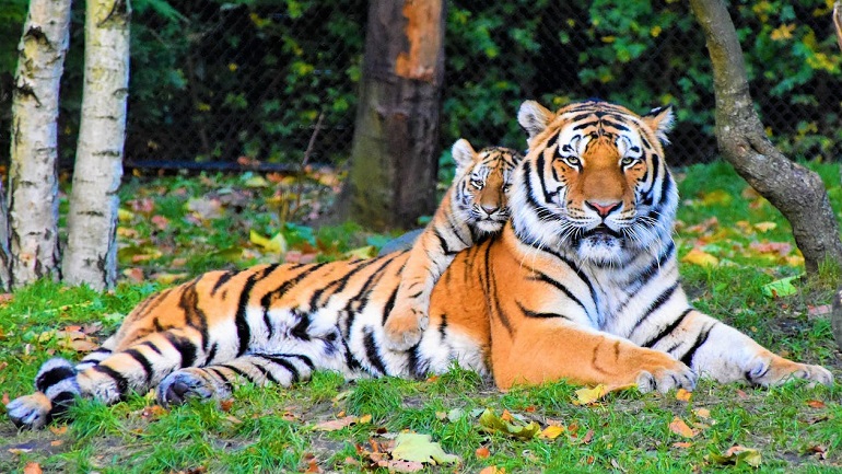 There Are 3,900 Wild Tigers in the Entire World
