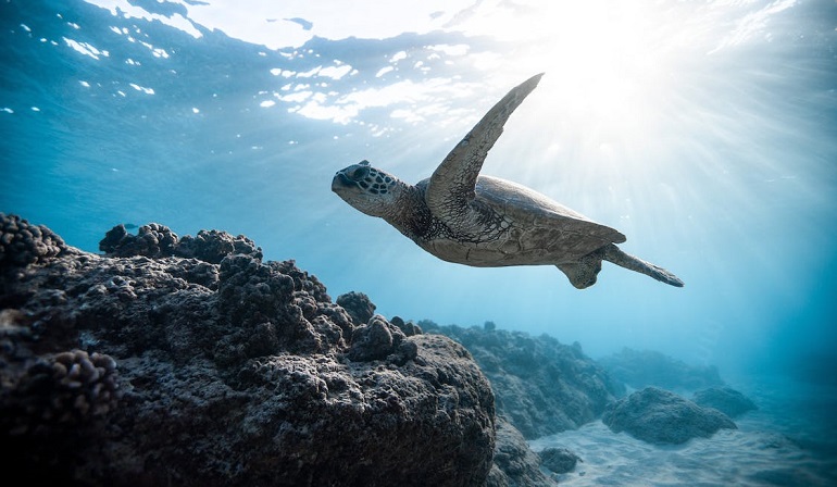 Six Out of Seven Sea Turtle Species Are Threatened