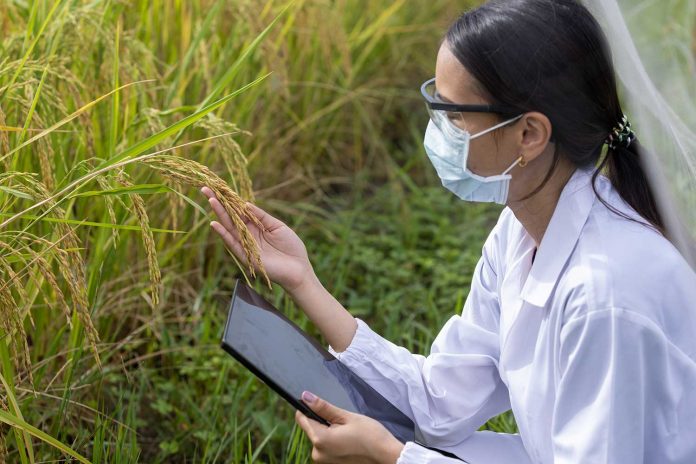 A genotype evaluation and trading system for rice varieties is expected to be set up in Hainan