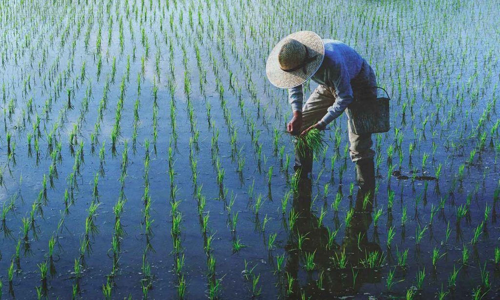 The rice genotype evaluation and trading system is expected to have several advantages for Hainan province's rice production. 