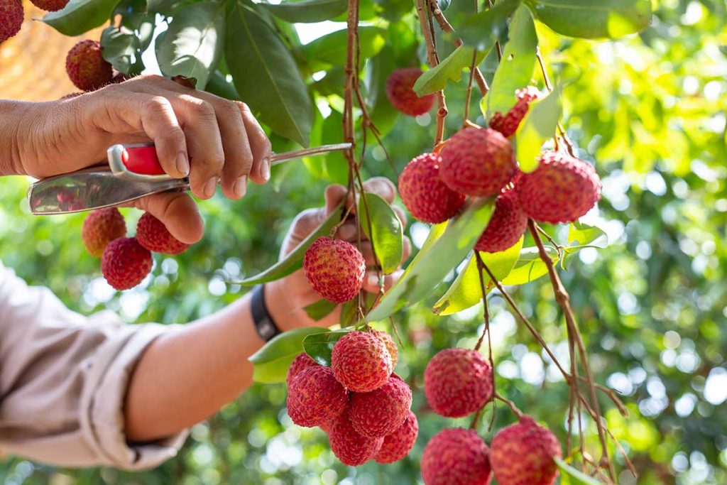 No summer in Haikou is complete without lychees