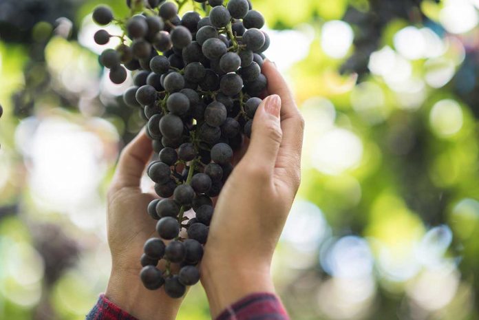 Juicy Delights Await in Haikou: Experience the Fruit Picking Season at Local Haikou Orchards