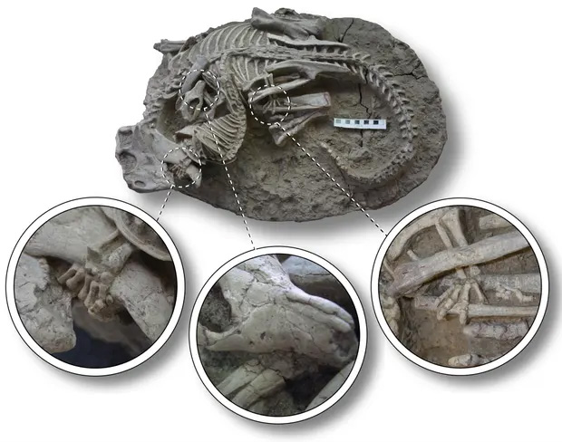 Fossil Reveals Ancient Mammal Preying on Dinosaur, by Team Led by Gang Han of Hainan Vocational University of Science and Technology