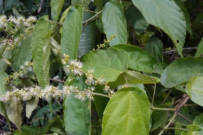 Mallotus furetianus a Hainan Native Tropical Plant fights obesity and Fatty Liver in scientific studies.