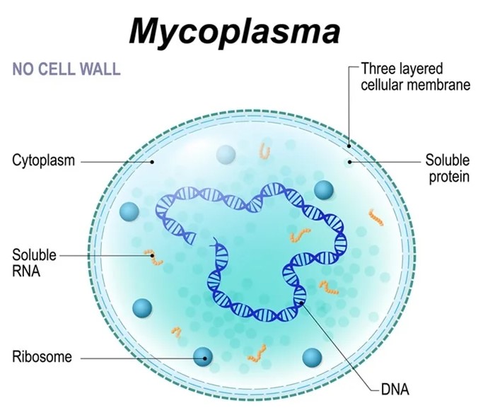 Structure of Mycoplasma cell. the bacterium is the causative agent of sexually transmitted diseases, pneumoniae, atypical pneumonia and other respiratory disorders and is unaffected by many antibiotics.