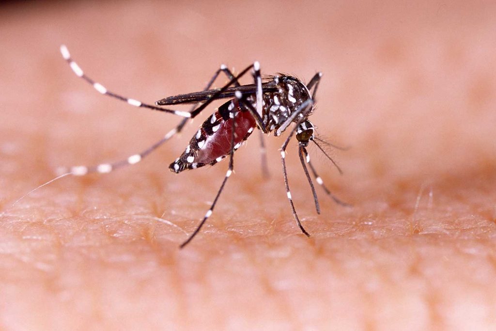 The Aedes mosquito is the primary vector responsible for transmitting the Dengue virus to humans