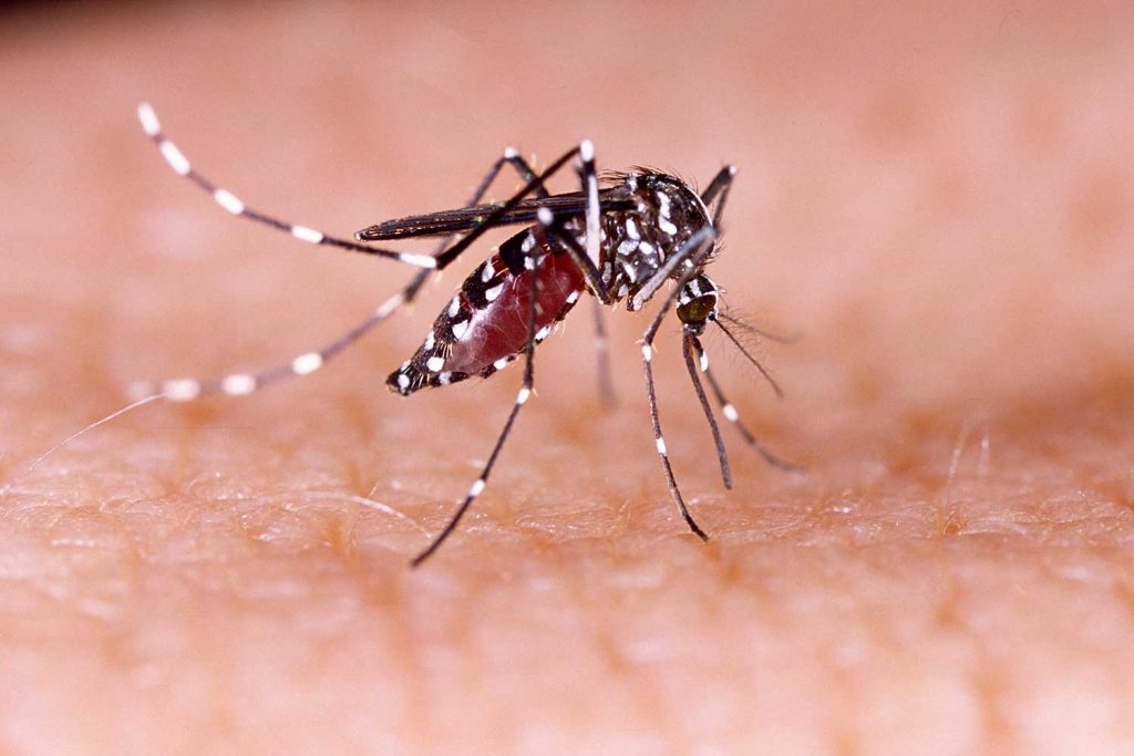 The Aedes mosquito is the primary vector responsible for transmitting the Dengue virus to humans