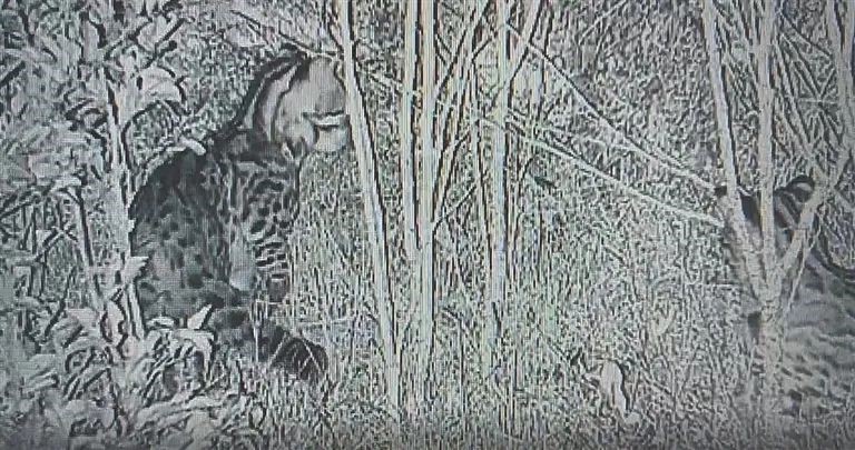 A nationally protected leopard cat caught on camera at the Hainan Datian National Nature Reserve