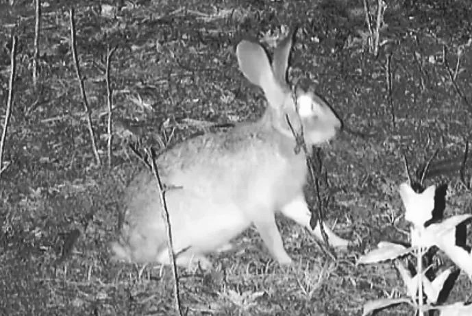 Infrared image of a Hainan rabbit at Hainan Datian National Nature Reserve