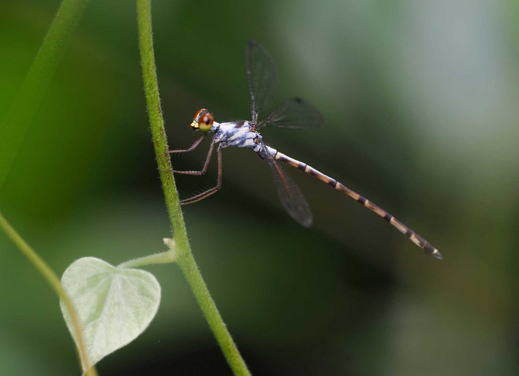 Rare Roudouye Mountain Damselfly Sighted in Hainan's Meishe River Wetland Park