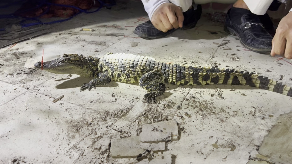 60cm long crocodile caught in Hongcheng Lake, Haikou