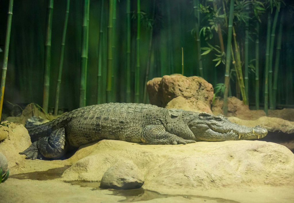 Siamese-crocodile