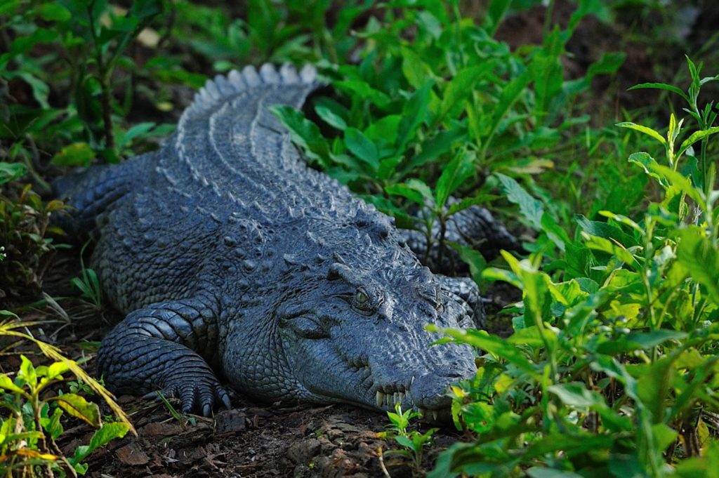 siamese-crocodile-crocodylus-siamensis