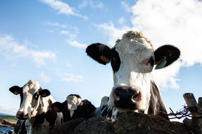 All tariffs removed from NZ dairy entering China from Dec 31