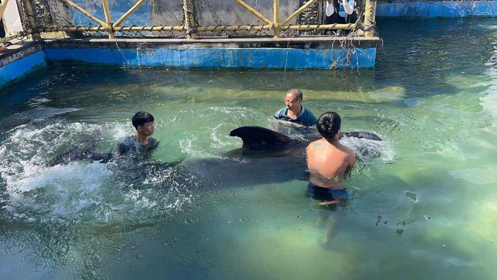 Sanya: Emergency Rescue of Stranded Whale