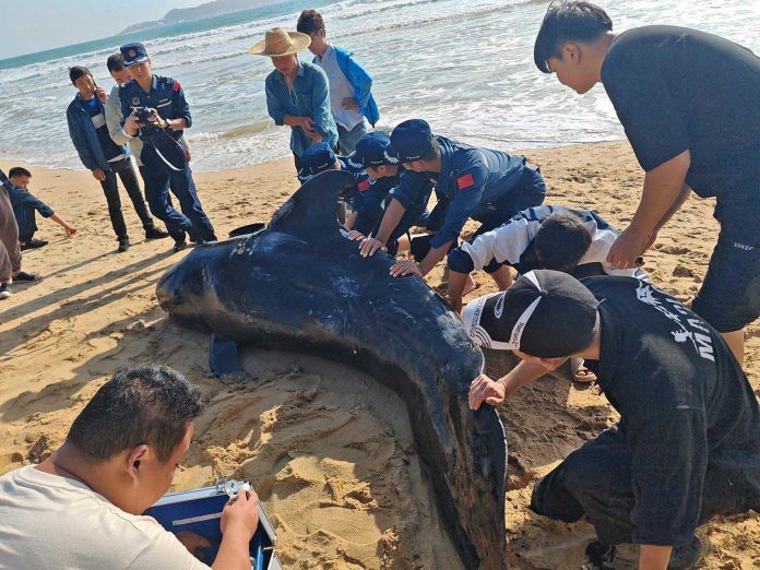 Sanya: Emergency Rescue of Stranded Whale