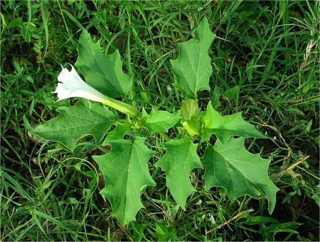 Datura stramonium, known as Jimson weed is a wild-growing herb