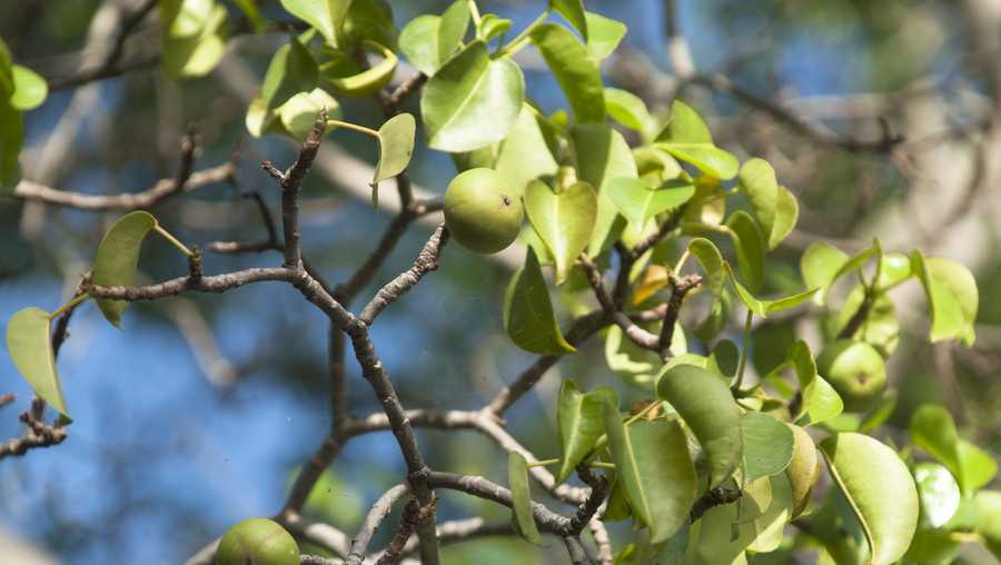 Preventing Poisoning from Toxic Plants: Hainan's Summer Safety Guide
